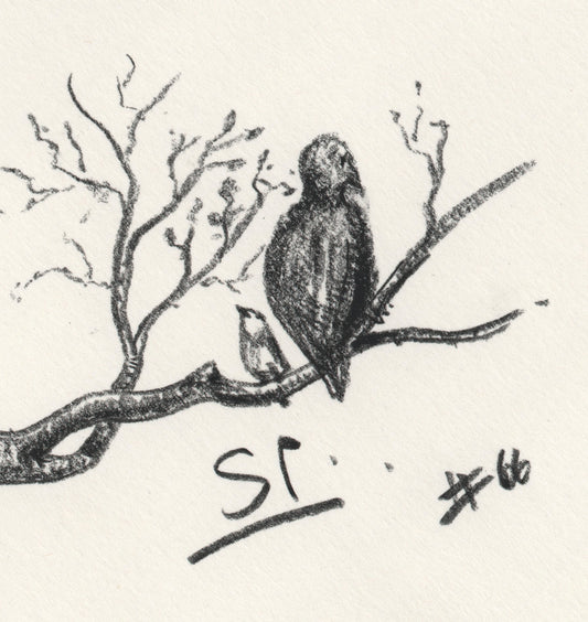 “Birds” - Conte Crayon - 130x130mm - 2024