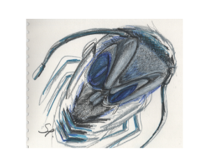 “Insect” - Pencil - 210x240mm - 2024